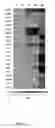 Fig. 07 - ANTIBIOTIC COMPOUNDS