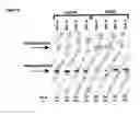 Fig. 04 - Use of antisense oligonucleotides to effect translation modulation