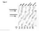 Fig. 06 - Use of antisense oligonucleotides to effect translation modulation