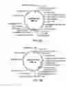 Fig. 11 - METHODS AND COMPOSITIONS FOR SEAMLESS CLONING OF NUCLEIC ACID MOLECULES