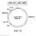Fig. 15 - METHODS AND COMPOSITIONS FOR SEAMLESS CLONING OF NUCLEIC ACID MOLECULES