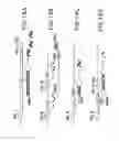Fig. 29 - METHODS AND COMPOSITIONS FOR SEAMLESS CLONING OF NUCLEIC ACID MOLECULES