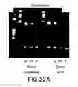 Fig. 32 - METHODS AND COMPOSITIONS FOR SEAMLESS CLONING OF NUCLEIC ACID MOLECULES