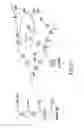 Fig. 42 - METHODS AND COMPOSITIONS FOR SEAMLESS CLONING OF NUCLEIC ACID MOLECULES