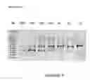 Fig. 07 - Antisense oligonucleotides for inducing exon skipping and methods of use thereof