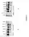 Fig. 09 - Antisense oligonucleotides for inducing exon skipping and methods of use thereof