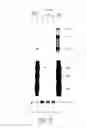 Fig. 13 - Nucleolar targeting of therapeutics against HIV