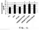 Fig. 02 - USE OF 2,2'-CYCLOLIGNANS FOR INDUCING, RESTORING OR STIMULATING THE PIGMENTATION OF THE SKIN, HAIR OR HAIRS