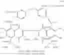 Fig. 18 - GOSSYPOL DERIVATIVES, PRODUCTION  METHOD THEREOF  AND USES OF SAME