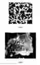 Fig. 02 - Dental composition and composite resin