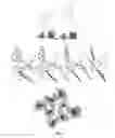 Fig. 06 - Supramolecular functional materials