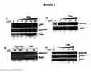 Fig. 05 - Tumor suppressor activating polypeptides and uses thereof