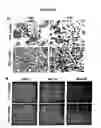 Fig. 09 - Tumor suppressor activating polypeptides and uses thereof