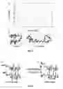 Fig. 05 - Methods for preparing linked peptide rings and peptide nanotubes obtained thereby