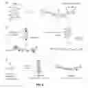 Fig. 07 - Methods for preparing linked peptide rings and peptide nanotubes obtained thereby