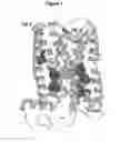 Fig. 02 - Mutant proteins and methods for selecting them