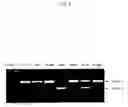 Fig. 10 - ENA nucleic acid drugs modifying splicing in mRNA precursor