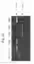 Fig. 15 - ENA nucleic acid drugs modifying splicing in mRNA precursor
