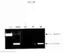 Fig. 20 - ENA nucleic acid drugs modifying splicing in mRNA precursor
