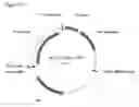 Fig. 294 - Fuel compositions comprising isoprene derivatives