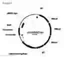 Fig. 59 - Fuel compositions comprising isoprene derivatives