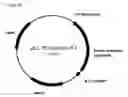 Fig. 93 - Fuel compositions comprising isoprene derivatives