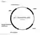 Fig. 97 - Fuel compositions comprising isoprene derivatives