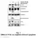Fig. 03 - METHODS FOR REDUCING TOXICITIES ASSOCIATED WITH MEDICAL PROCEDURES EMPLOYING RADIOGRAPHIC CONTRAST AGENTS