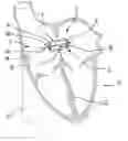 Fig. 01 - DEVICE FOR MEASURING THE SIZE OF AN INTRACARDIAC OPENING