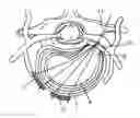 Fig. 01 - System and devices for the repair of a vertebral disc defect