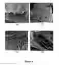Fig. 02 - Structurally modified acellular tissue engineering scaffolds and methods of production