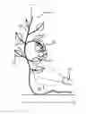 Fig. 01 - Method and device for the removal of a leaf from a crop
