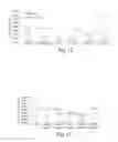 Fig. 09 - Control of Exocrine Pancreatic Function Using Bone Morphogenetic Proteins