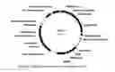 Fig. 01 - METHODS AND COMPOSITIONS FOR TRANSPOSON-MEDIATED TRANSGENESIS
