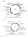 Fig. 02 - METHODS AND COMPOSITIONS FOR TRANSPOSON-MEDIATED TRANSGENESIS