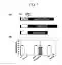 Fig. 07 - METHODS AND COMPOSITIONS FOR TRANSPOSON-MEDIATED TRANSGENESIS