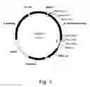 Fig. 02 - Polypeptides having endoglucanase activity and polynucleotides encoding same