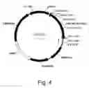 Fig. 05 - Polypeptides having endoglucanase activity and polynucleotides encoding same