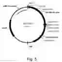 Fig. 06 - Polypeptides having endoglucanase activity and polynucleotides encoding same