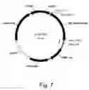 Fig. 08 - Polypeptides having endoglucanase activity and polynucleotides encoding same