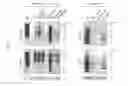Fig. 06 - METHOD FOR GENERATING HYPOALLERGENIC GLYCOPROTEINS IN MUTATED OR TRANSGENIC PLANTS OR PLANT CELLS, AND MUTATED OR TRANSGENIC PLANTS AND PLANT CELLS FOR GENERATING HYPOALLERGENIC GLYCOPROTEINS