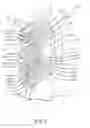 Fig. 06 - Oral Care Implement Having Diverging Cleaning Elements