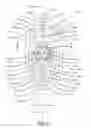 Fig. 07 - Oral Care Implement Having Diverging Cleaning Elements