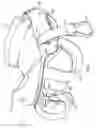 Fig. 02 - Toy Saddle Backpack
