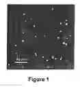 Fig. 02 - Fluorescent Carbon Nanoparticles