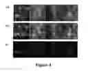 Fig. 05 - Fluorescent Carbon Nanoparticles