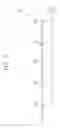 Fig. 08 - Output driver circuit