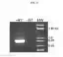 Fig. 02 - Baboon homolog of human CD147