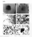 Fig. 02 - Regeneration system, its production and use