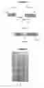 Fig. 02 - HYBRID POLYPEPTIDES COMPRISING GBS-80 AND SPB1 PROTEINS OF STREPTOCOCCUS